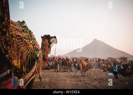 A Camel watches over all the other camels at Pushkar Camel Fair 2018, Pushkar, Rajasthan, India, Asia Stock Photo