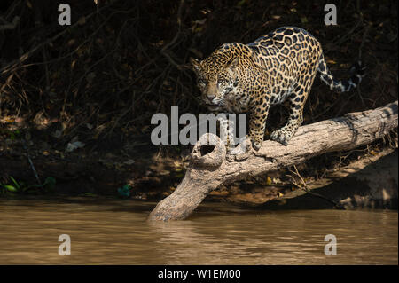 A jaguar (Panthera onca) walking on a fallen tree, Mato Grosso, Brazil, South America Stock Photo