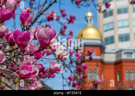 View of magnolia blossom and gold domed building on John Marshall Park, Pennsylvania Avenue, Washington D.C., United States of America, North America Stock Photo