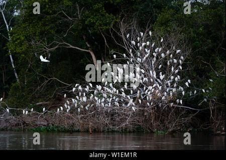 A cattle egret dormitory (Bubulcus ibis) on the Cuiaba River bank, Mato Grosso, Brazil, South America Stock Photo