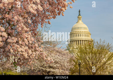 View of the Capitol Building and spring blossom, Washington D.C., United States of America, North America