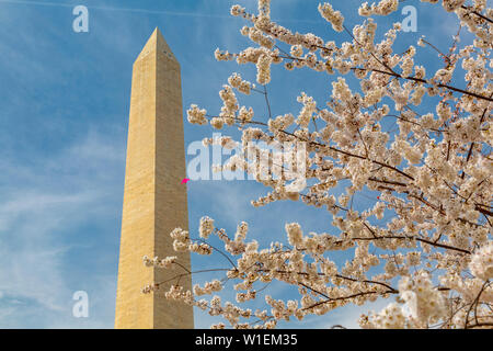 View of Washington Monument and spring blossom, Washington D.C., United States of America, North America