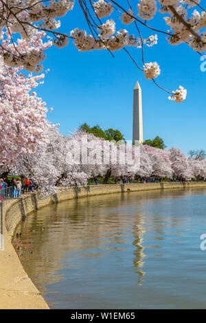 View of the Washington Monument and cherry blossom trees in spring, Washington D.C., United States of America, North America Stock Photo