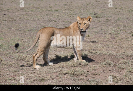 Female lion (Panthera leo) Stock Photo
