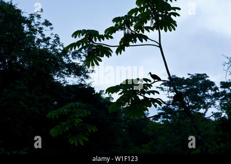 GREEN IBIS - IBIS VERDE (Mesembrinibis cayennensis), Tortuguero National Park, Costa Rica, Central America, America Stock Photo