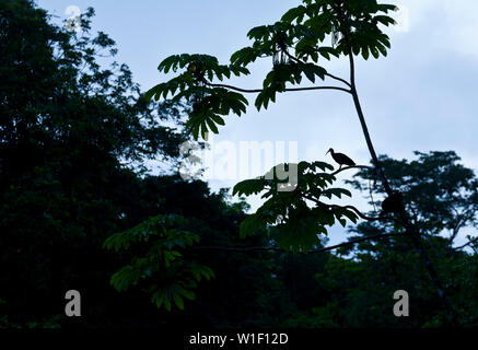 GREEN IBIS - IBIS VERDE (Mesembrinibis cayennensis), Tortuguero National Park, Costa Rica, Central America, America Stock Photo