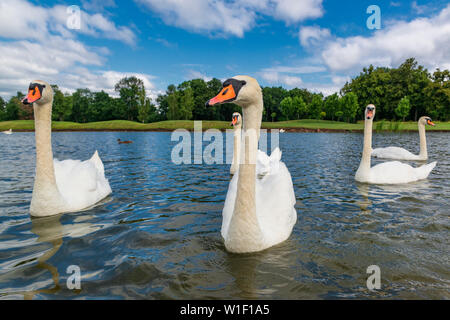 Flock of curious white swans in the pond. Beautiful big birds. Stock Photo