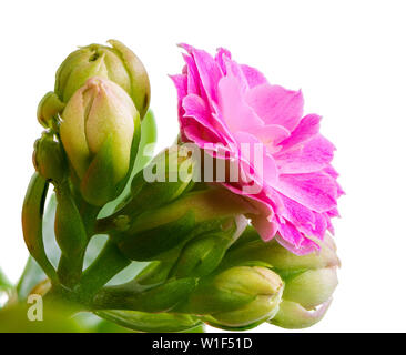 pink kalanchoe flower plant isolated on white background Stock Photo ...