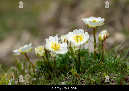 Closeup of an alpine Ranunculus (Ranunculus alpestris, Ranunculaceae) in the Austrian Alps Stock Photo