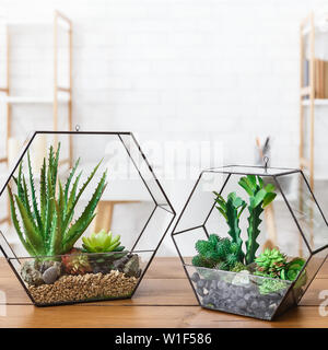 Indoor plants in florarium vases in row on table Stock Photo
