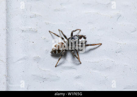 A male Zebra Jumping Spider (Salticus scenicus) on an exterior white wall. Stock Photo