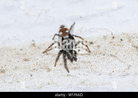A male Zebra Jumping Spider (Salticus scenicus) on an exterior white wall. Stock Photo