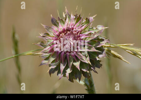 Musk thistle or Carduus nutans flower on field of wild grass and wheat Stock Photo