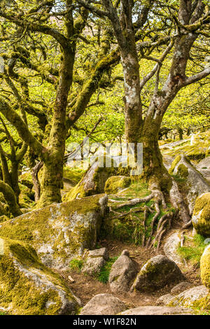 Sessile oaks and moss in Wistman's Wood Dartmoor Devon England UK GB British Isles Stock Photo