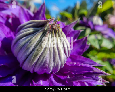 Close-up of purple Clematis flower, green garden and blue sky in the background. Stock Photo