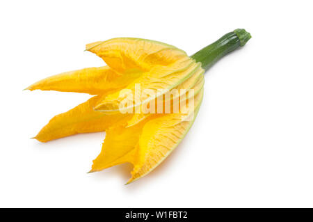 Studio shot of a young courgette with flower isolated on a white background - John Gollop Stock Photo
