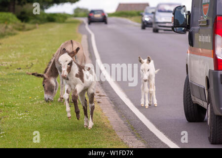 New Forest donkey and donkey foals near to road traffic, Hampshire Stock Photo