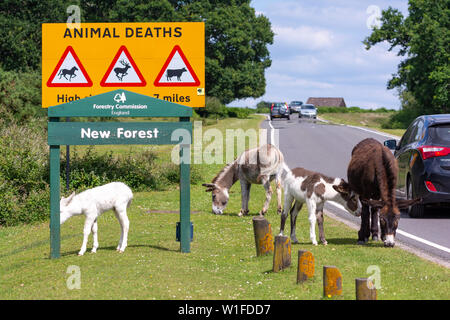 New Forest donkeys and donkey foals near to road traffic, Hampshire Stock Photo