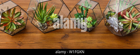 Glass geometric florarium vases in row, copy space Stock Photo