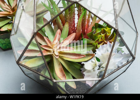Mini garden in glass geometric florarium vase Stock Photo