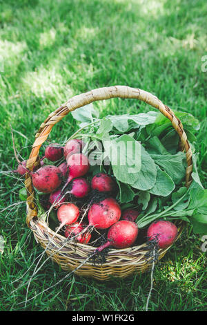 Freshly harvested radish. Fresh red white organic radishes with leaves on basket/ Stock Photo