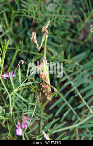 conehead mantis, Empusa pennata, Haubenfangschrecke Stock Photo