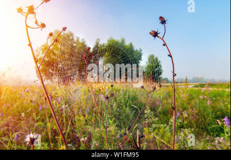 Spider on a spider web in meadow in early morning - wide angle Stock Photo