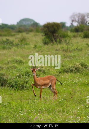 Grant's gazelle (Gazella Granti) in Tsavo East National Park, Kenya, Africa Stock Photo
