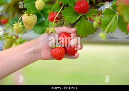 Close up of a child's hand picking Strawberries near Harpole, Northamptonshire, England, UK Stock Photo