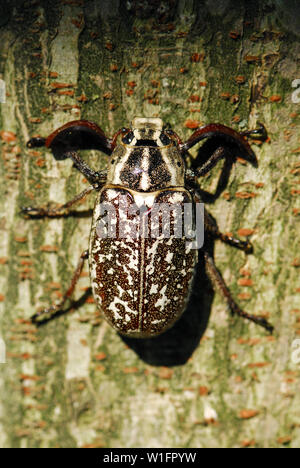 Polyphylla fullo, Walker, Türkischer Maikäfer
