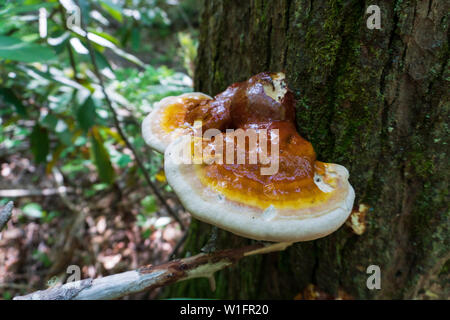 Reishi Mushroom( Ganoderma tsugae) growing on a hemlock tree in Asheville, NC. This Medicinal Mushroom is prized in herbalism for its immune balancing Stock Photo