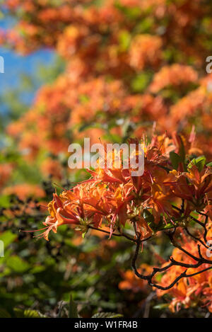 Brightly coloured orange rhododendron shrubs / trees. Stock Photo