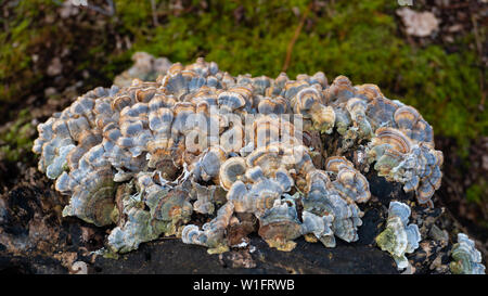 Turkey Tail (Trametes versicolor) mushroom growing on a decaying stump. A cluster of vibrant blue and yellow mushrooms growing in the wild. These herb Stock Photo