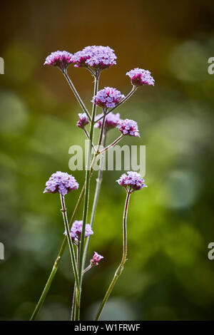 Close-up of Verbena flower spikes in natural defocussed garden setting Stock Photo