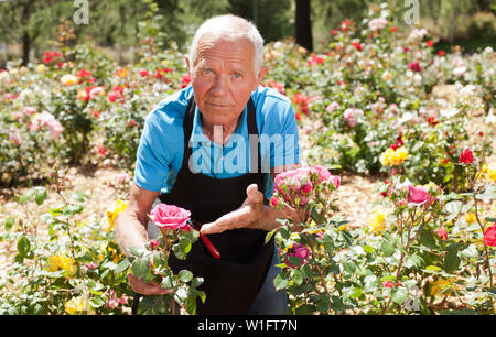 Portrait of senior man gardener at flowerbed with rose bushes in park Stock Photo