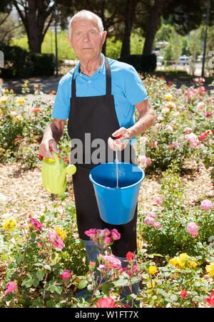 Senior male holding bucket and watering can and taking care of blooming roses at flowerbed Stock Photo