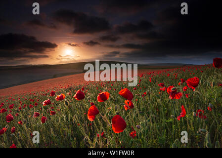 A field of Poppies - Papaver rhoeas during sunset on the South Downs National Park, East Sussex, England, Uk, Gb. Stock Photo