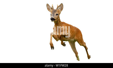 Roe deer, capreolus capreolus, buck running fast in summer isolated on white. Wild deer sprinting in nature. Stock Photo