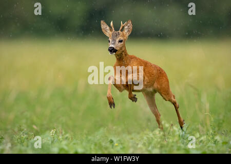Roe deer, capreolus capreolus, buck running fast across green field in light summer rain with water drops falling around. Wild deer sprinting in natur Stock Photo
