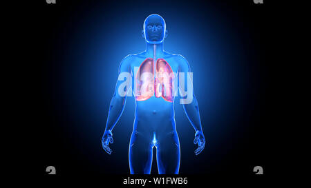 3D illustration of lungs in the human Body filled with Oxygen. Stock Photo