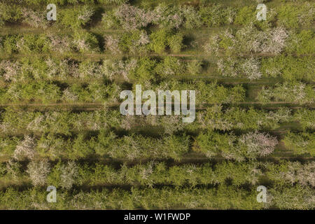 Aerial view of apple orchard. Nature landscape blooming apple orchard.