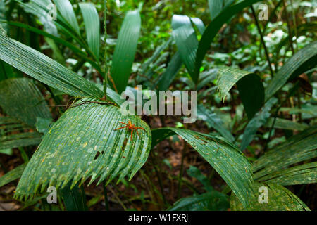 SPIDER - ARAÑA, Tropical spider, Tortuguero National Park, Costa Rica, Central America, America Stock Photo