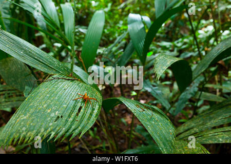 SPIDER - ARAÑA, Tropical spider, Tortuguero National Park, Costa Rica, Central America, America Stock Photo