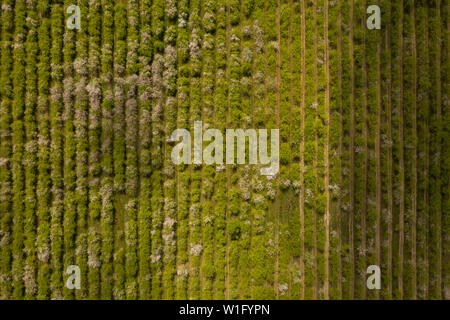 Aerial view of apple orchard. Nature landscape blooming apple orchard.