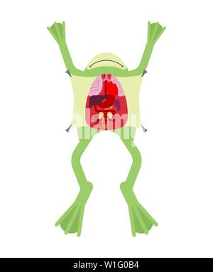 Anatomy frog. Internal organs of toad. Amphibian preparation. Study guide zoologists Stock Vector