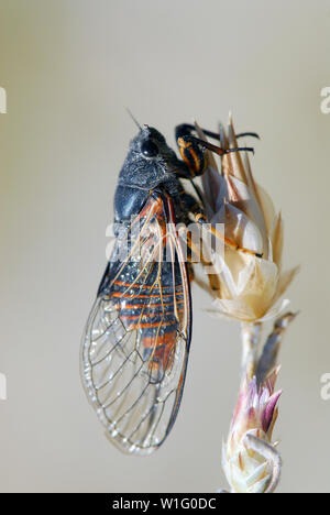 cicada, Cicadetta sp., Zikade Stock Photo