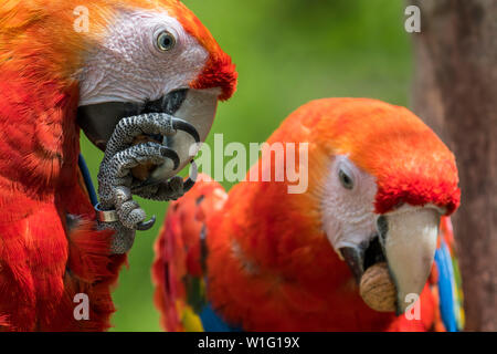 Two scarlet macaws (Ara macao) native to forests of tropical Central and South America, crushing walnuts with powerful beak Stock Photo