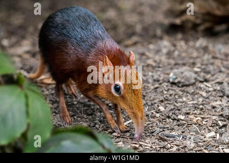 Black and rufous elephant shrew / black and rufous sengi (Rhynchocyon petersi) looking for insects in the ground with long nose / proboscis Stock Photo