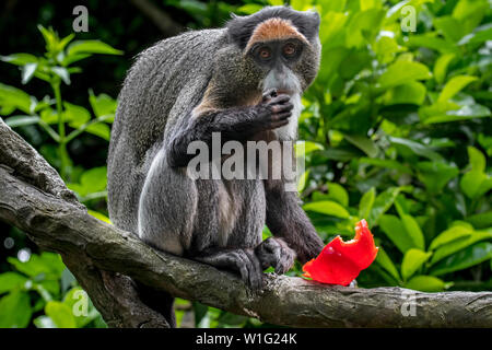 De Brazza's monkey (Cercopithecus neglectus) native to Central Africa, eating fruit in tree