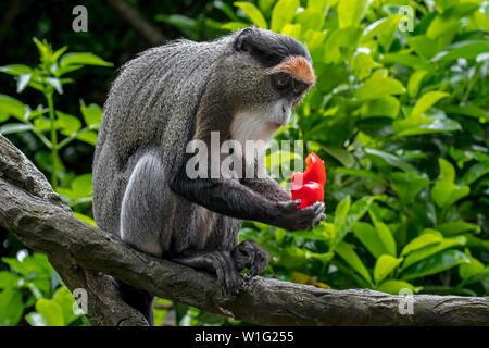 De Brazza's monkey (Cercopithecus neglectus) native to Central Africa, eating fruit in tree